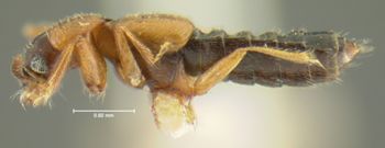 Media type: image;   Entomology 24060 Aspect: habitus lateral view